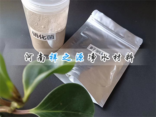 微生物菌種 微生物菌種